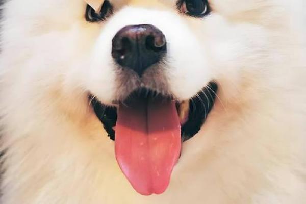 一九九四年出生的人属什么命？解析属狗之人的性格与命运