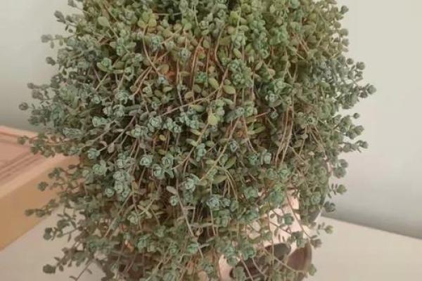 吊兰女人的命运:追寻生命中的绿意与芬芳 吊兰女人的命运:追寻生命中的绿意与芬芳