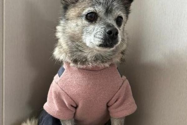 2018狗狗命运解析：如何为你的宠物找到最佳生活路径