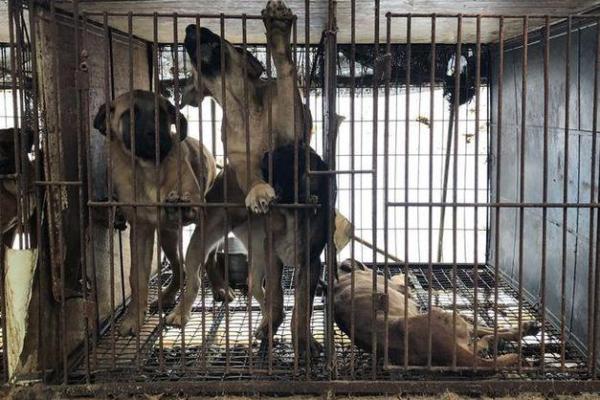 2018狗狗命运解析：如何为你的宠物找到最佳生活路径