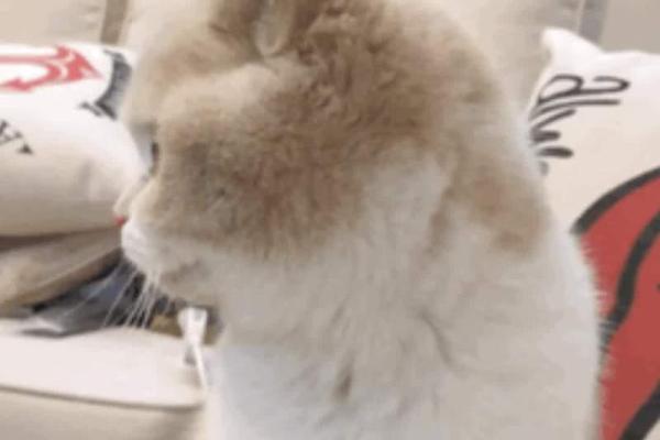 招猫者的命运：性格与喜好揭示的人生轨迹