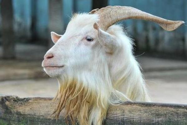 2013年羊命解析:性格特征与运势展望 2013年羊命解析:性格特征与运势展望