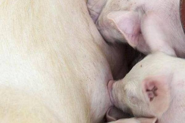 猪年出生宝宝的命运揭秘:幸福与自信的代名词! 猪年出生宝宝的命运揭秘:幸福与自信的代名词!