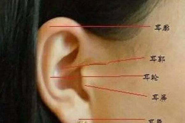 汗眉毛的人命运解析:揭示眉形与命运的秘密 汗眉毛的人命运解析:揭示眉形与命运的秘密