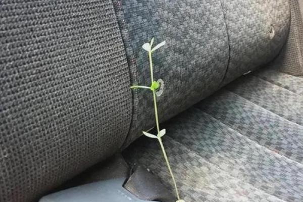 豆腐渣是我的命，追寻生命的真谛与希望