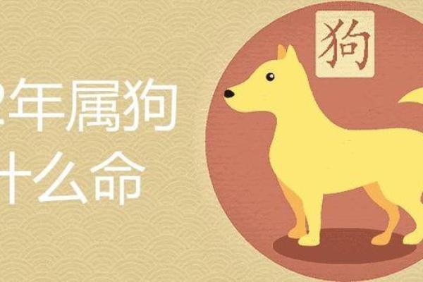 1994年属狗人的命运解析与生活指导 1994年属狗人的命运解析与生活指导