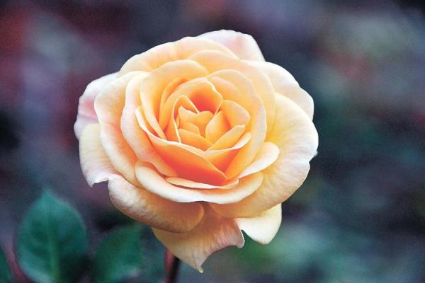 2021年牛年运势解析:助您迎接机遇,开创新局! 2021年牛年运势解析:助您迎接机遇,开创新局!