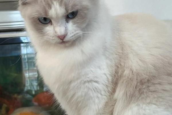 选择旺命猫咪名字,助你的小主子逆袭人生! 选择旺命猫咪名字,助你的小主子逆袭人生!