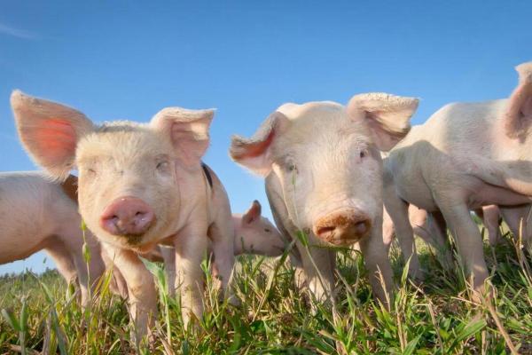 1907年出生的猪：命运与性格的精彩解析