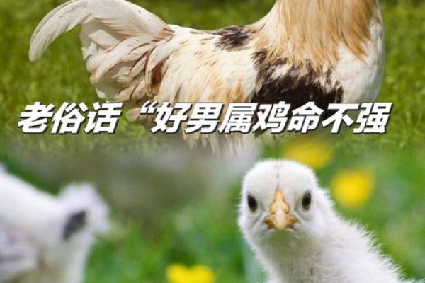 1981年属鸡人的命运解析与人生启示 1981年属鸡人的命运解析与人生启示