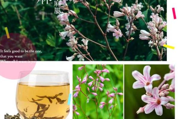 伤官女命与理想伴侣：寻找合适男命的秘诀