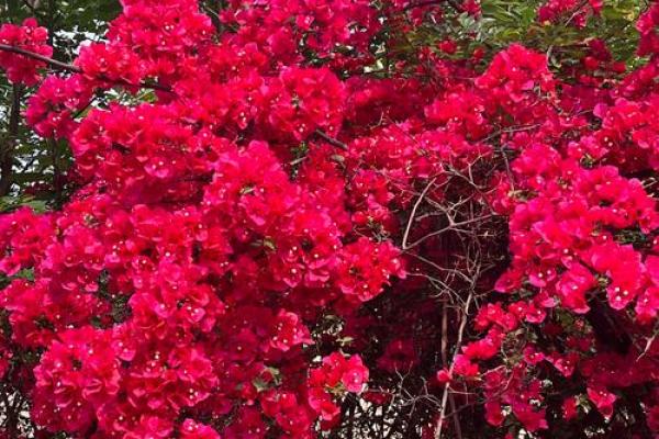 属龙摩羯座:阳光与理智交织的命运之旅 属龙摩羯座:阳光与理智交织的命运之旅