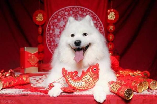 狗年出生的人命运解析:2020年狗人与命运的奇妙关系 狗年出生的人命运解析:2020年狗人与命运的奇妙关系