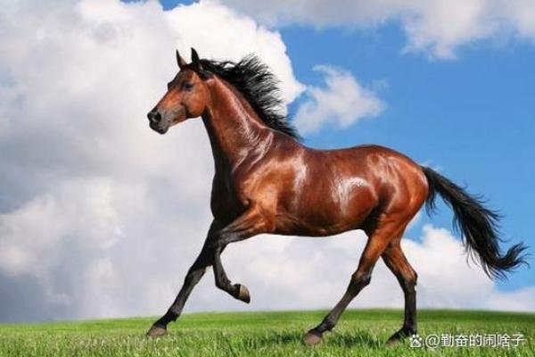 2003年马年出生的人命运解析:成功与爱情的双重风景 2003年马年出生的人命运解析:成功与爱情的双重风景