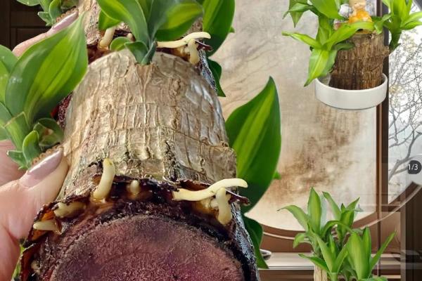 揭秘大木命适合养的植物,让你的生活空间焕发活力 揭秘大木命适合养的植物,让你的生活空间焕发活力