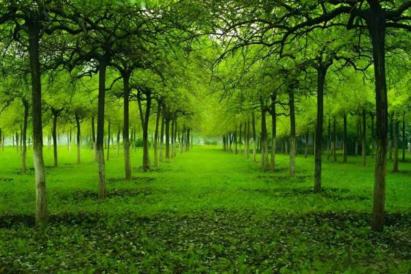 1985年出生的人:属牛之年,土属性格的深度剖析与人生启示 1985年出生的人:属牛之年,土属性格的深度剖析与人生启示