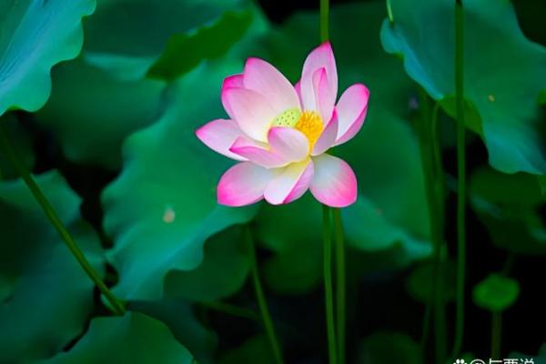 探索1997年出生的人生轨迹与命运秘密