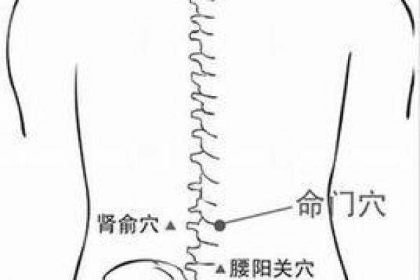 探秘肾命与心命：生命之源与情感交织的奥秘