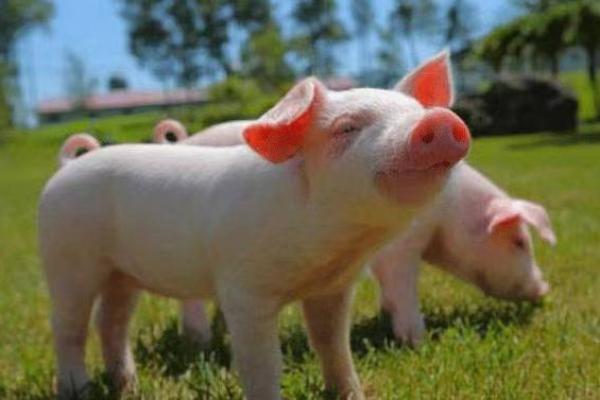 属猪50岁的人生智慧与命运揭秘：福气与挑战并存