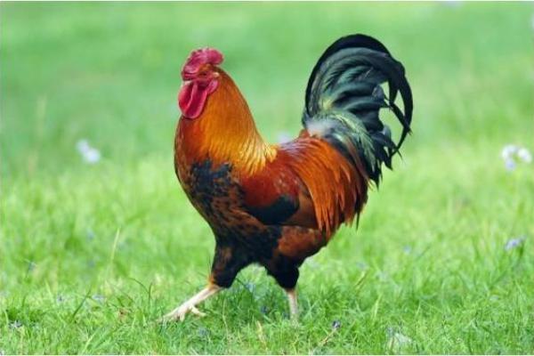 2005年鸡年命运解析:了解你的生肖命格和人生轨迹 2005年鸡年命运解析:了解你的生肖命格和人生轨迹