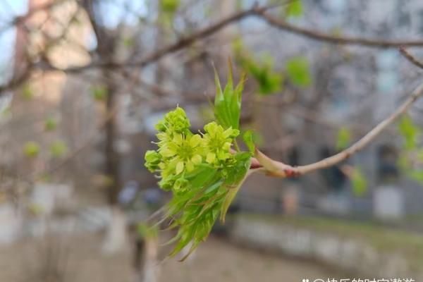 1875年属猪:命运与性格的奇妙探秘 1875年属猪:命运与性格的奇妙探秘