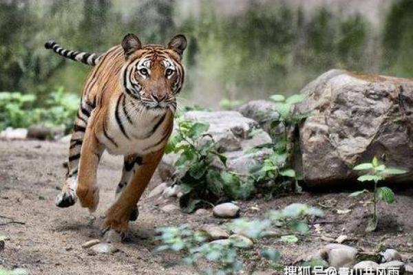 虎命与水命的神秘之旅：解密两种命理的独特差异与人生轨迹