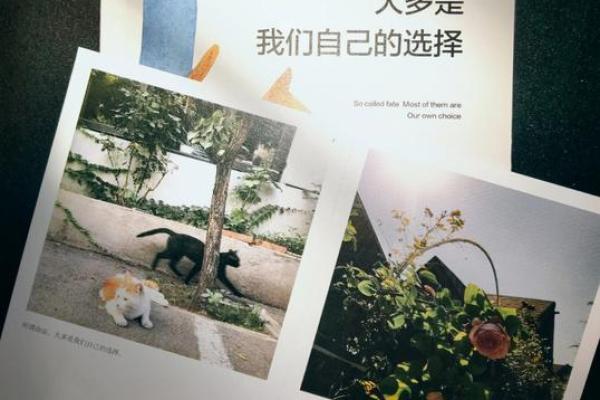 一命低一命：探讨命运与努力之间的微妙关系