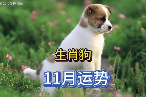 2017年狗年运势解析：如何把握机遇实现人生规划
