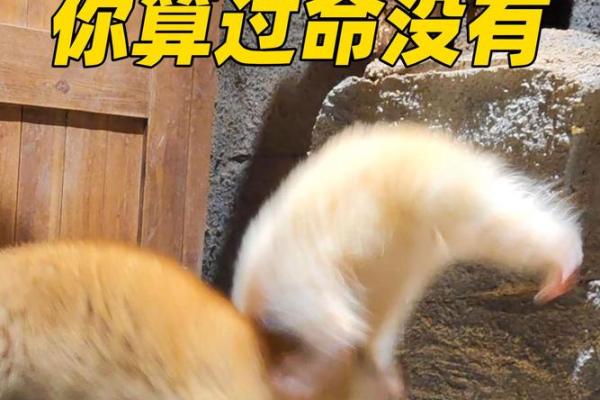 命强与命硬：解读命理中的深层含义与生活影响