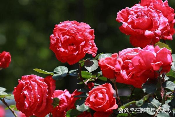 2019年猪宝命运解析：助你找到心灵归宿的秘密