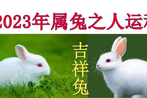 1987年属兔：命理解析与运势提升的方法
