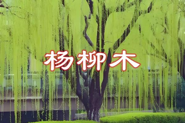 杨柳木命之人适合挂什么画？解读与推荐
