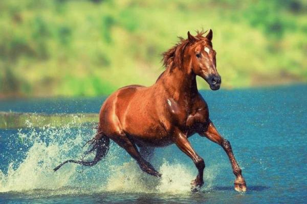 1951年属马人的命运与性格解析：探秘马年的秘密力量