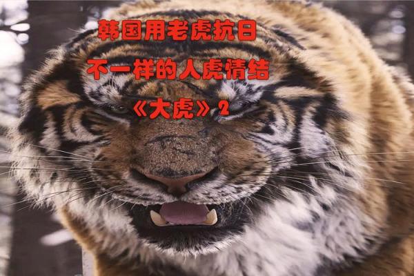 探秘1998年出生的老虎命：宿命与个性的奇妙交织