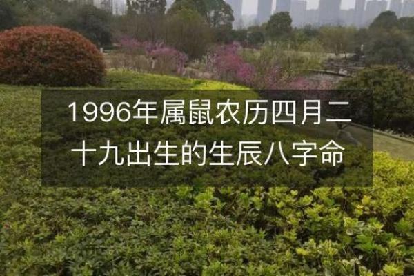 1996年属鼠：一生的命运与性格解析