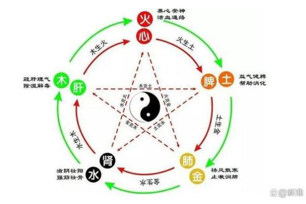 探秘木命女性：她们的五行特性与命运分析