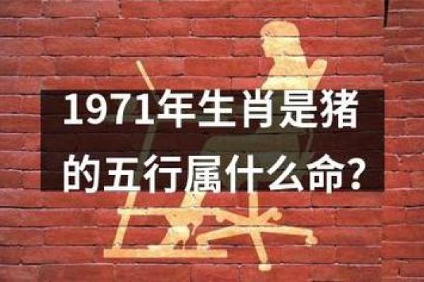 2019年宝宝猪命解析：性格、运势与未来发展全揭秘！