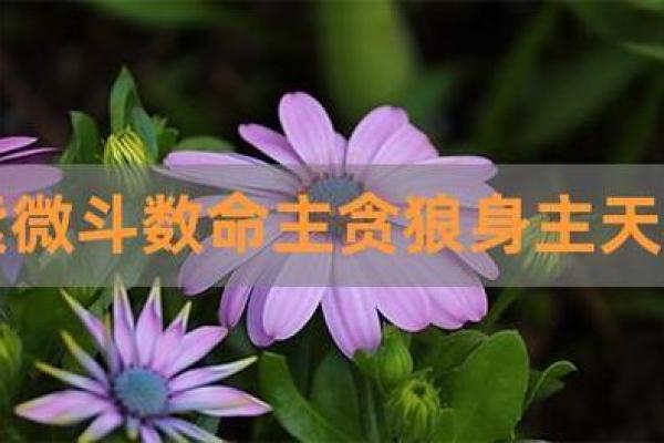 命局命主身主：解密人生的内在力量与外在影响