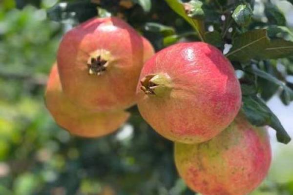 石榴:象征丰收与美好祝福的果实 石榴:象征丰收与美好祝福的果实