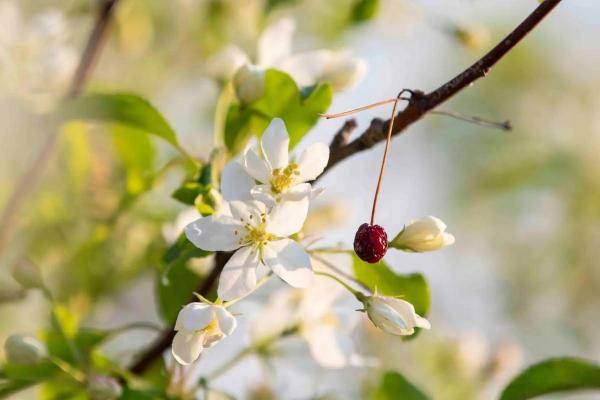 命命鸟的启示:冬季的宁静与生命的轮回 命命鸟的启示:冬季的宁静与生命的轮回