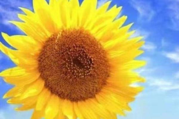 土命男孩与合财运的命相揭秘 土命男孩与合财运的命相揭秘