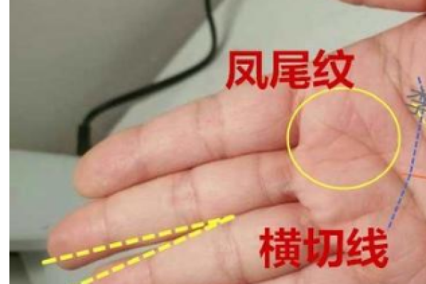 探索男命女命中的凤尾纹:命运的独特象征与解读 探索男命女命中的凤尾纹:命运的独特象征与解读