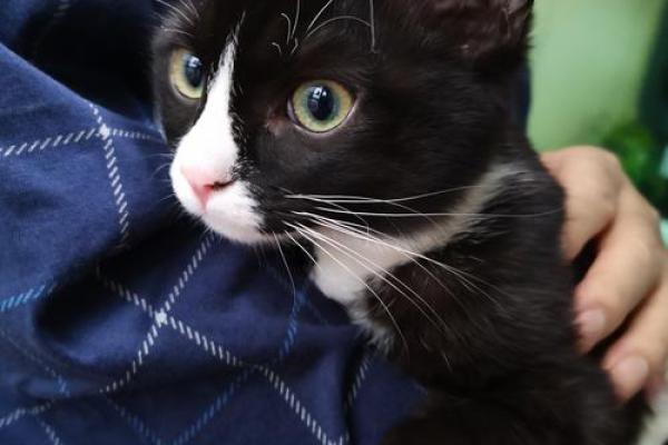 探寻语言的魅力:常用命词语的奇妙世界 探寻语言的魅力:常用命词语的奇妙世界