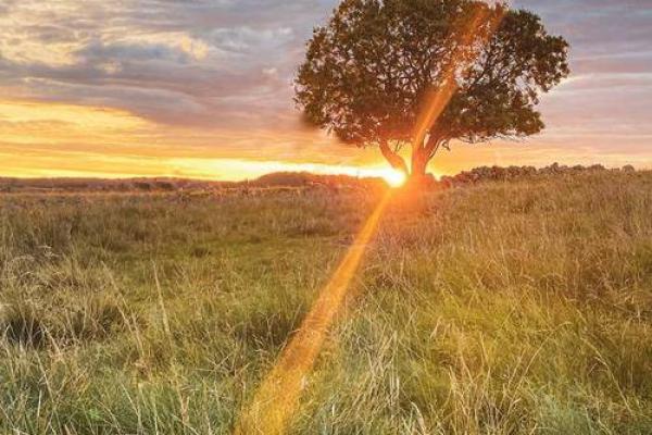 1823年属什么命:揭示命理与人生的深刻联系 1823年属什么命:揭示命理与人生的深刻联系