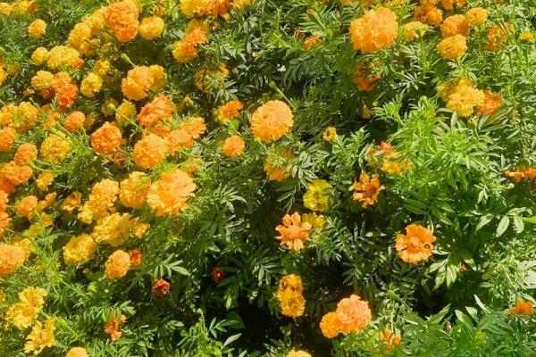 命里无妻之命：阴阳相克的命理之谜与内心的和解之路