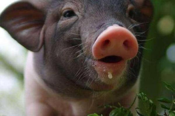 2016年猪年：生肖八字与命运解析，助你把握人生机遇！