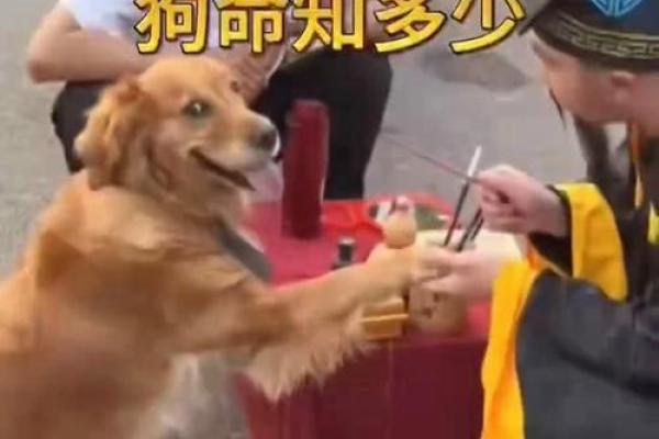 属狗女1994年命运解析:智慧与坚韧的结合 属狗女1994年命运解析:智慧与坚韧的结合