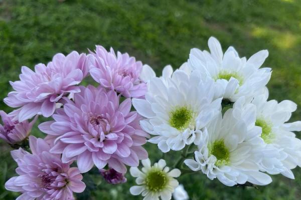 探索紫薇命盘中的最佳命格：让你的人生焕发光彩！