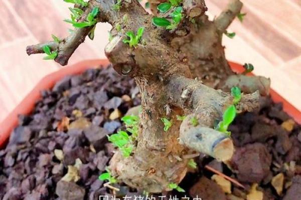 1965年属猪人的命运与性格分析,解锁幸福人生之钥! 1965年属猪人的命运与性格分析,解锁幸福人生之钥!