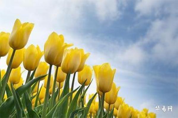 深入解析：乙卯命理的独特魅力与生命之道